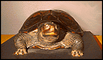 Testudo