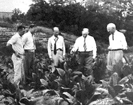 field of tobacco